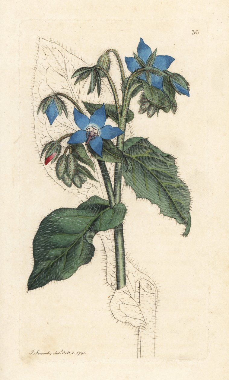Bayağı hodan, Borago officinalis (Bourrache officinale) James Smith's English Botany, Londra'dan James Sowerby tarafından yapılmış bir illüstrasyondan sonra elle boyanmış bakır levha gravürü by James Sowerby