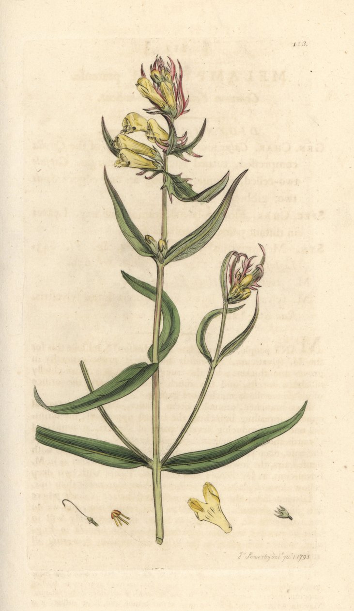 Yaygın inek buğdayı, Melampyrum pratense (Melampyre des pres, Wood darı, Cochelet, Sarı kokulu) James Sowerby'nin James Smith's English Botany, Londra'dan yaptığı bir illüstrasyondan sonra elle boyanmış bakır levha gravürü by James Sowerby