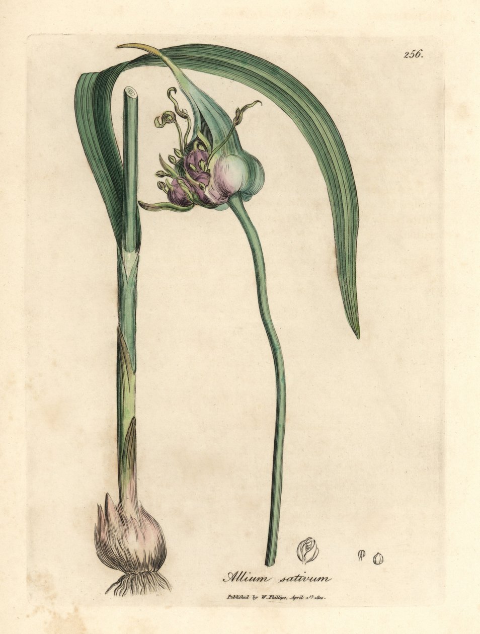 Ortak ekili sarımsak, Allium sativum by James Sowerby