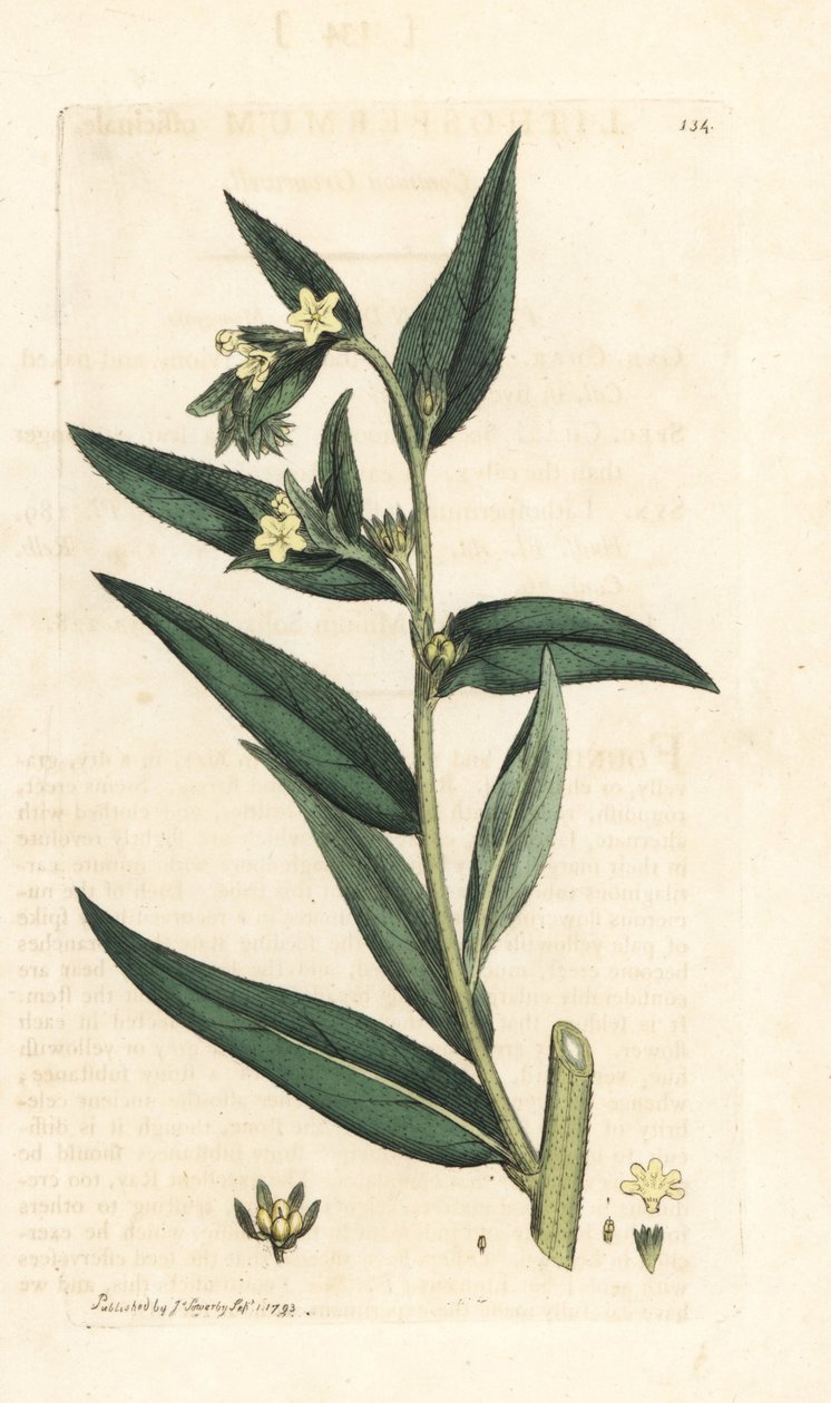 Ortak gromwell, Lithospermum officinale (Gremil officinal) James Sowerby'nin James Smith's English Botany, Londra'dan yaptığı bir illüstrasyondan sonra elle boyanmış bakır levha gravürü by James Sowerby