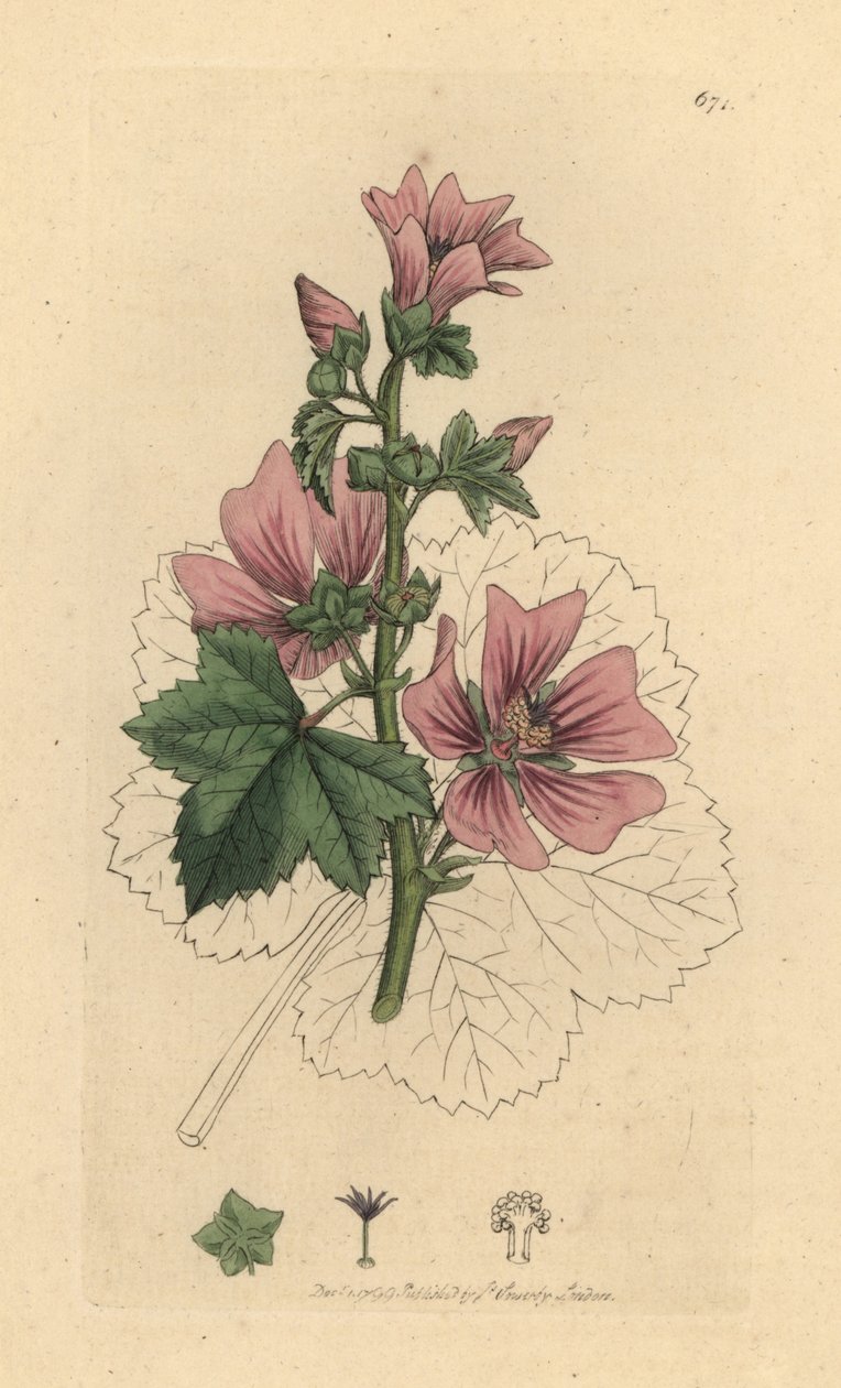 Ebegümeci, Malva sylvestris James Smith'in İngiliz Botaniği için James Sowerby tarafından yapılmış bir çizimden sonra elle boyanmış bakır levha gravürü by James Sowerby
