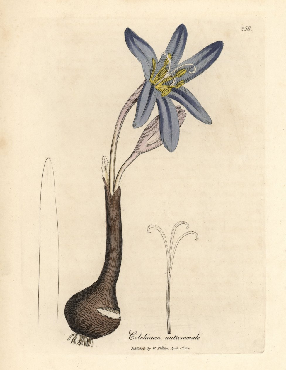 Ortak çayır safran, Colchicum autumnale by James Sowerby