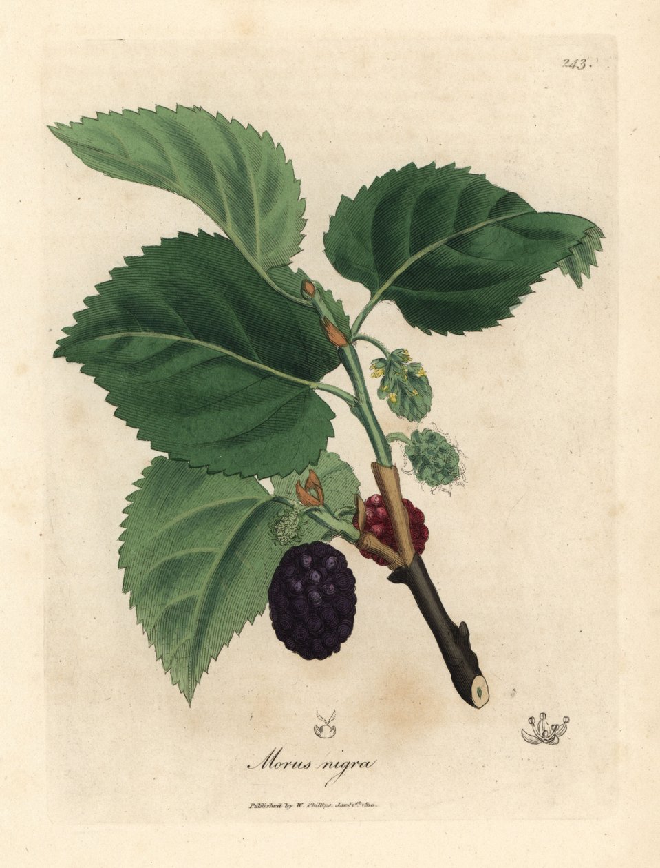 Ortak dut ağacı, Morus nigra by James Sowerby