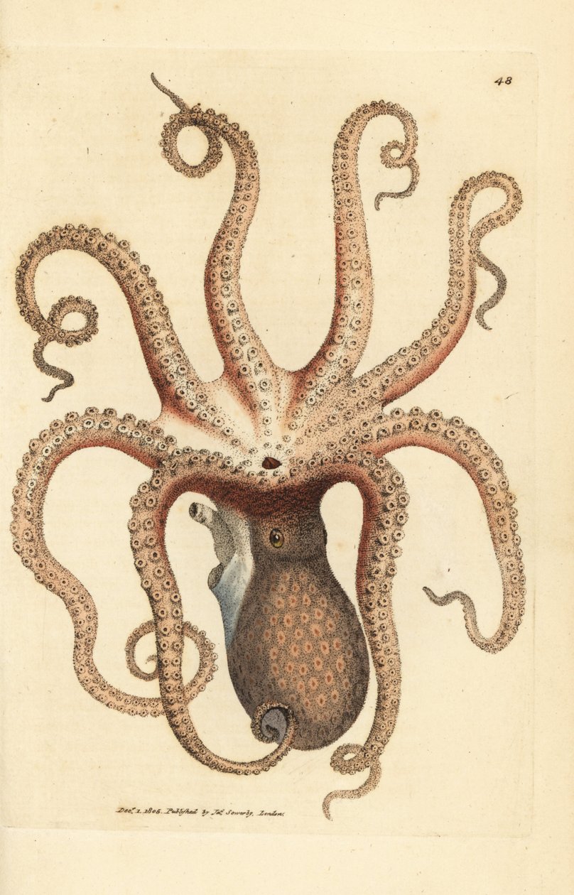 Yaygın ahtapot, Ahtapot vulgaris (Sekiz kollu mürekkep balığı, Sepya ahtapot). The British Miscellany'den James Sowerby tarafından elle boyanmış bakır levha gravürü veya yeni, nadir veya az bilinen hayvan konularının renkli figürleri. by James Sowerby