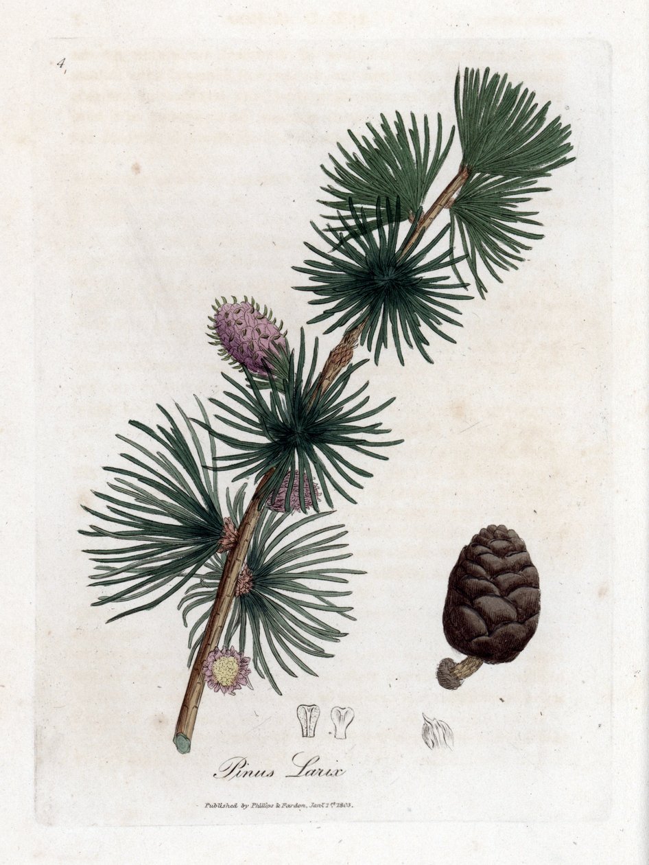 Yaygın veya Avrupa meleze - Avrupa karaçam ağacı, Larix decidua. William Woodville'den James Sowerby ve Sir William Jackson Hooker'ın "" Medical Botany"," John Bohn, Londra'dan yaptığı bir botanik illüstrasyondan elle boyanm by James Sowerby