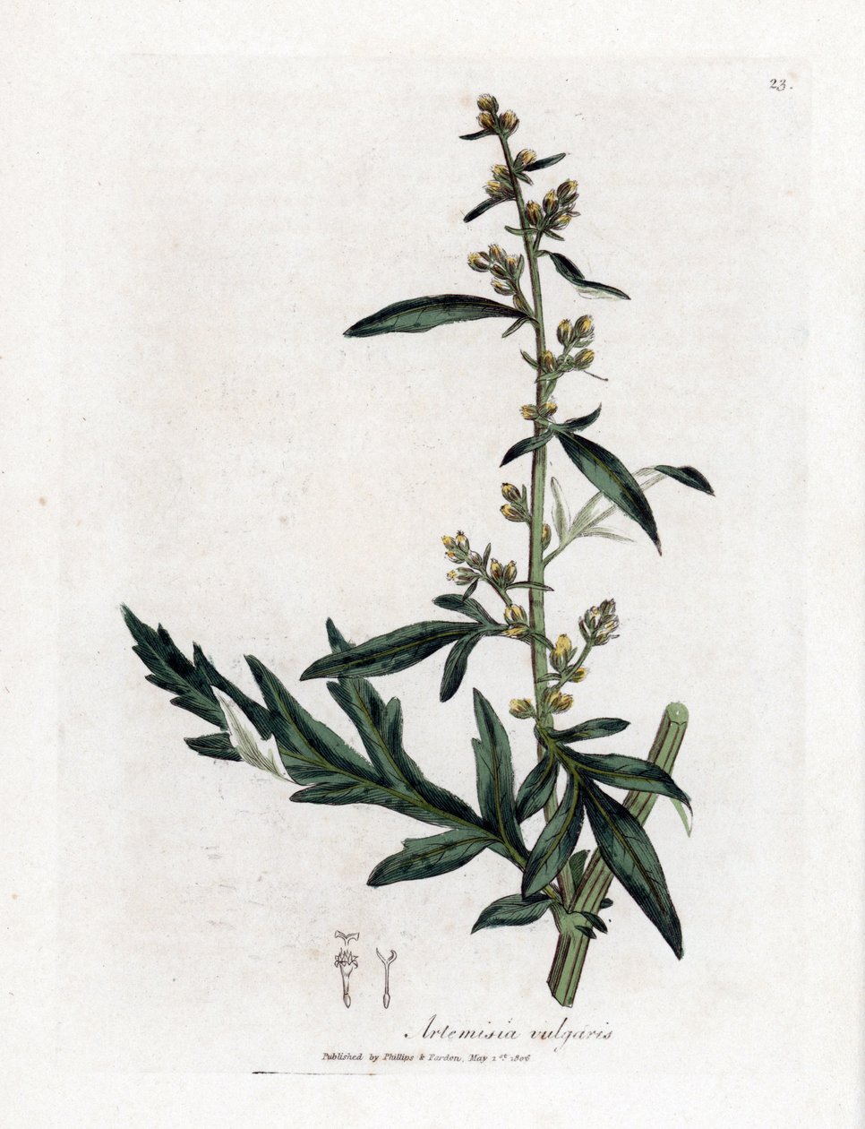 Yaygın veya kaba adaçayı - Pelin, Artemisia vulgaris. William Woodville'den James Sowerby ve Sir William Jackson Hooker'ın “” Medical Botany,” John Bohn, Londra'dan yaptığı bir botanik illüstrasyondan elle boyanmış bakır levha gravürü by James Sowerby