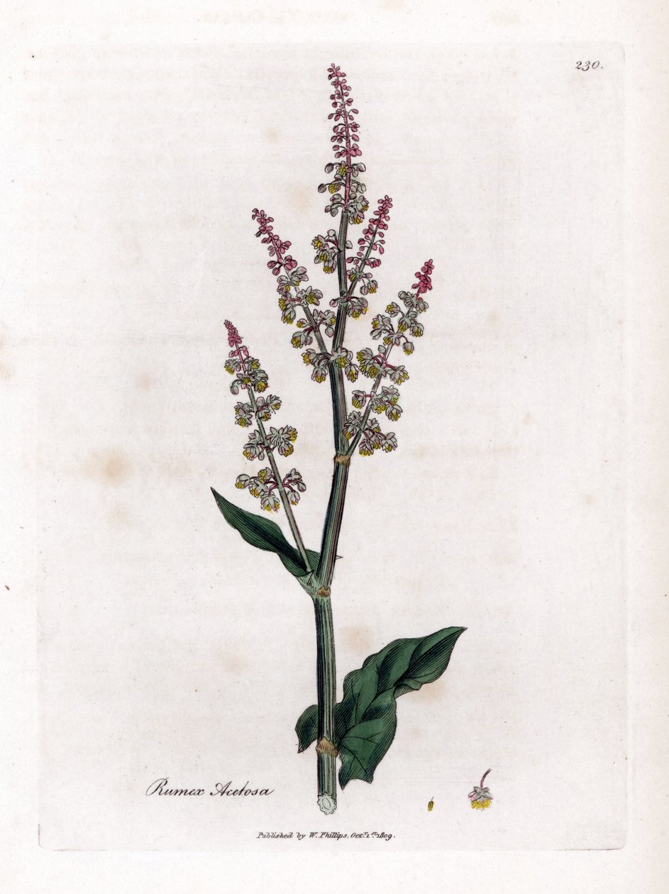 Ortak osille veya büyük kuzukulağı - Bahçe kuzukulağı, Rumex acetosa. William Woodville'den James Sowerby ve Sir William Jackson Hooker'ın “” Medical Botany,” John Bohn, Londra'dan yaptığı bir botanik illüstrasyondan elle boyanmış bakır levha g by James Sowerby