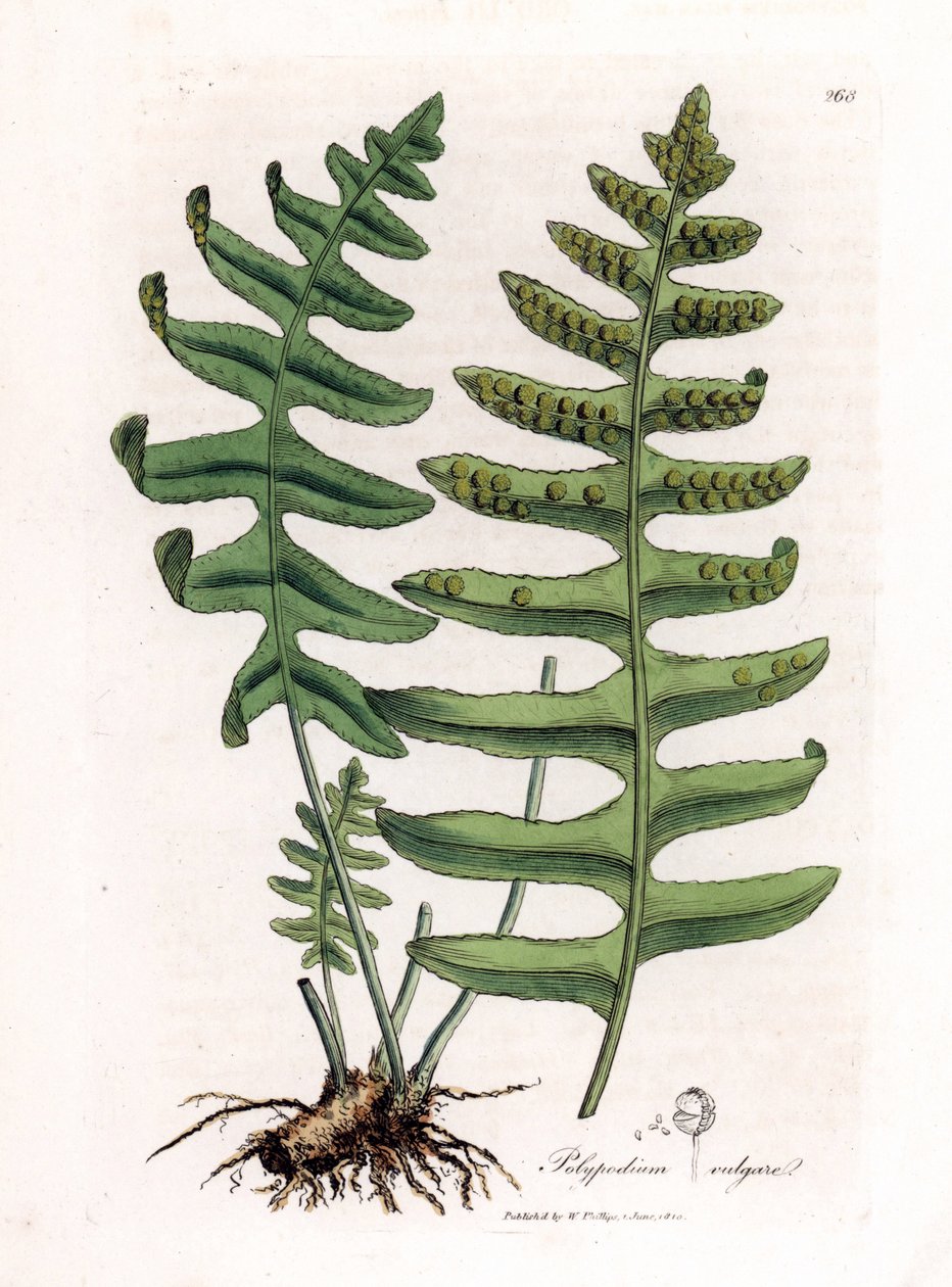Ortak polipoda veya ağaç meyankökü (eğrelti otu) - Yaygın polipod, Polypodium vulgare. William Woodville'den James Sowerby ve Sir William Jackson Hooker'ın “” Medical Botany,” John Bohn, Londra'dan yaptığı bir botanik illüstrasyondan elde boyan by James Sowerby