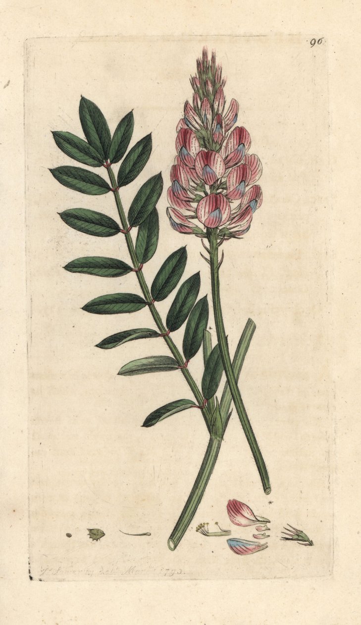 Bayağı korunga, Onobrychis viciifolia (Hedysarum onobrychis) (Korunga kültürü) James Sowerby'nin James Smith's English Botany, Londra'dan yaptığı bir illüstrasyondan sonra elle boyanmış bakır levha gravürü by James Sowerby