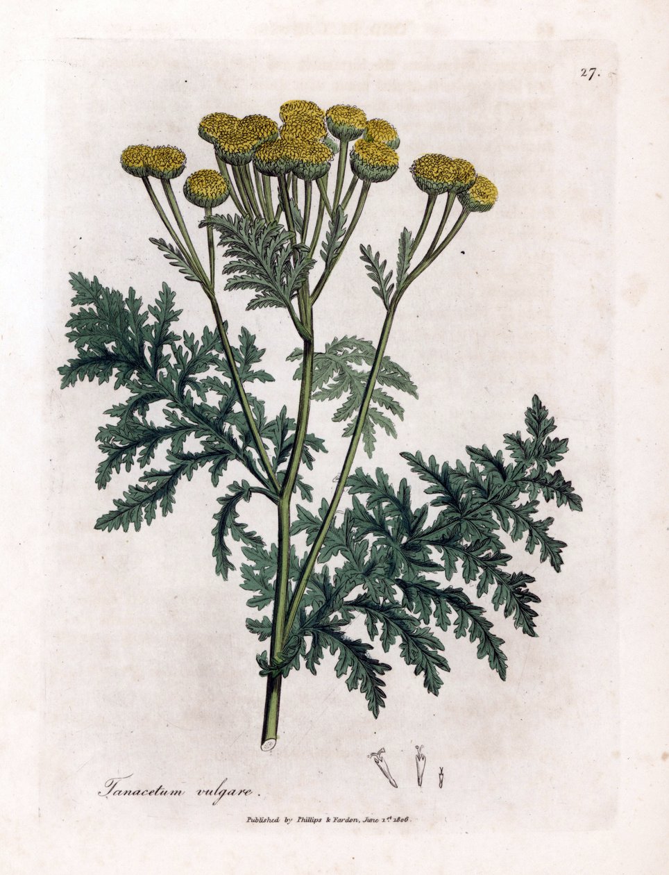 Ortak solucan otu veya sıçrama - Solucan otu, Tanacetum vulgare. William Woodville'den James Sowerby ve Sir William Jackson Hooker'ın “” Medical Botany,” John Bohn, Londra'dan yaptığı bir botanik illüstrasyondan elde boyanmış bakır levha gravür by James Sowerby