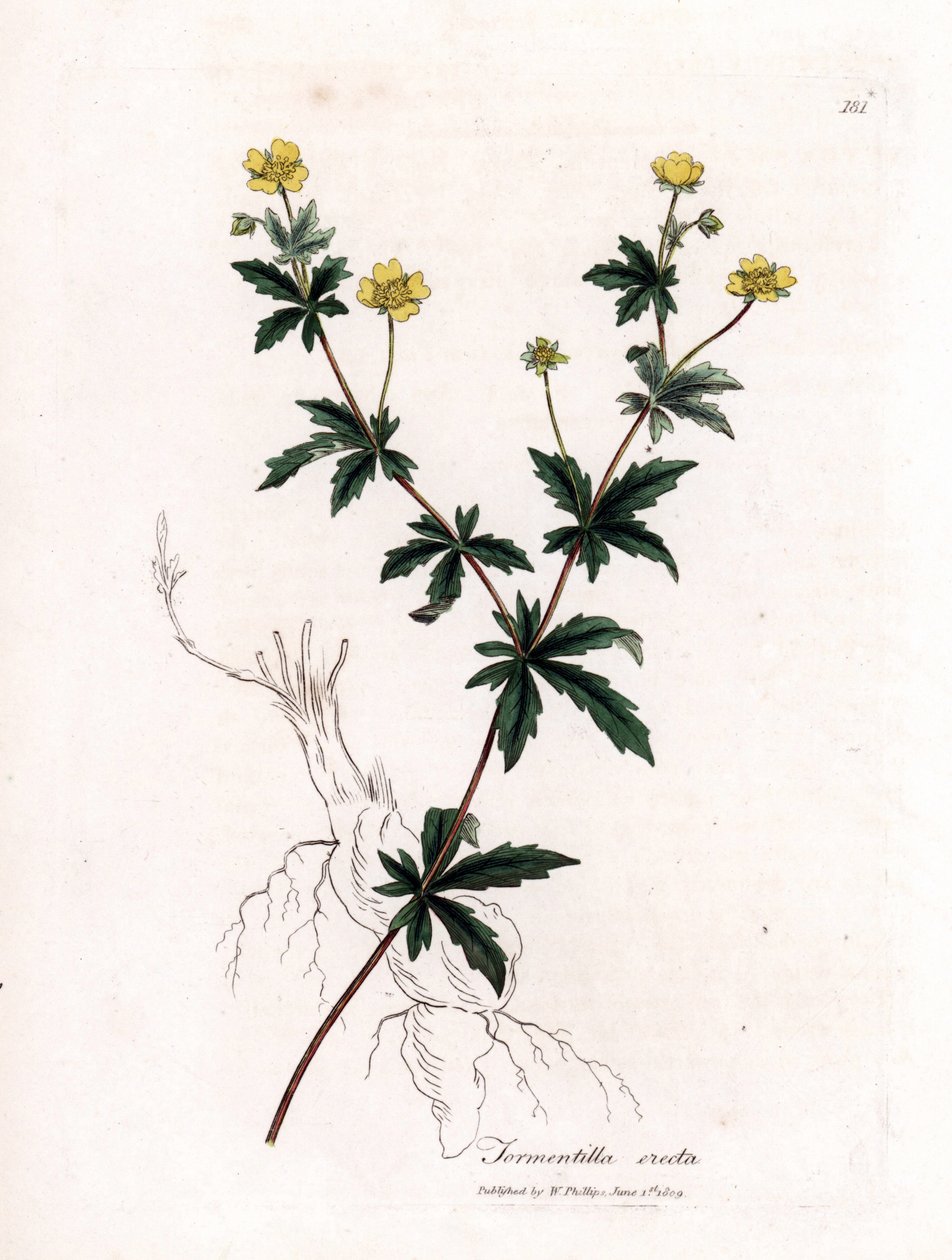 Adi eziyet, Potentilla erecta. William Woodville'den James Sowerby ve Sir William Jackson Hooker'ın "" Medical Botany"," John Bohn, Londra'dan yaptığı bir botanik illüstrasyondan elle boyanmış bakır levha gravürü by James Sowerby