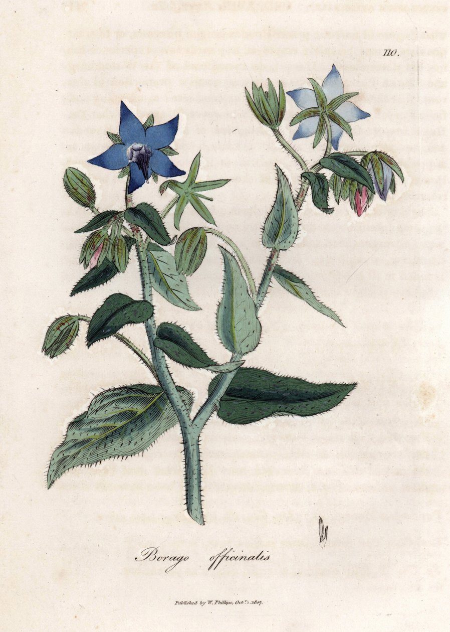 Özet hodan. Botanique Medicinale'de James Sowerby'nin (1757-1822) bir çiziminden elde boyanmış bakır gravür by James Sowerby