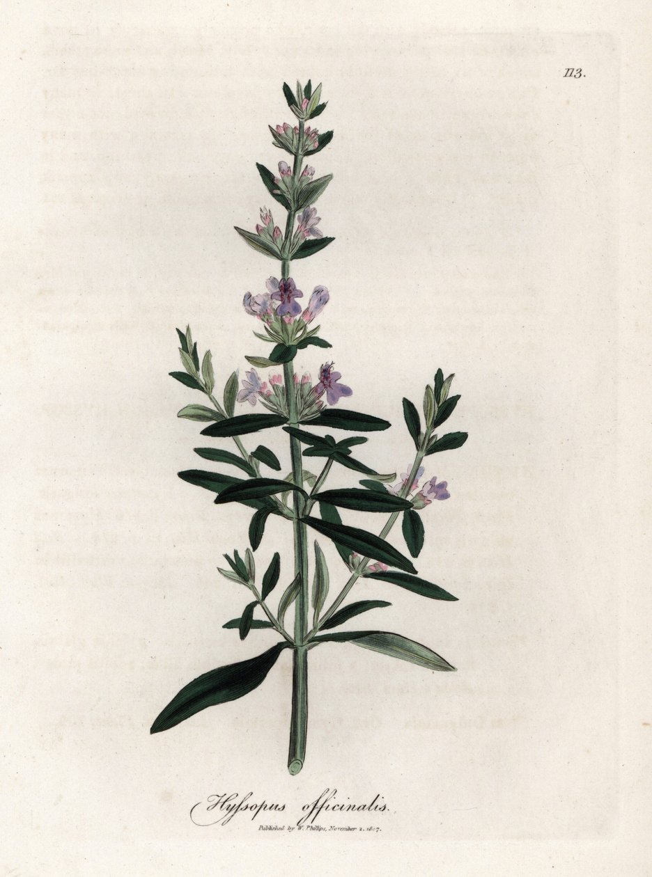 Özet çördük. Botanique Medicinale'de James Sowerby'nin (1757-1822) bir çiziminden elde boyanmış bakır gravür by James Sowerby