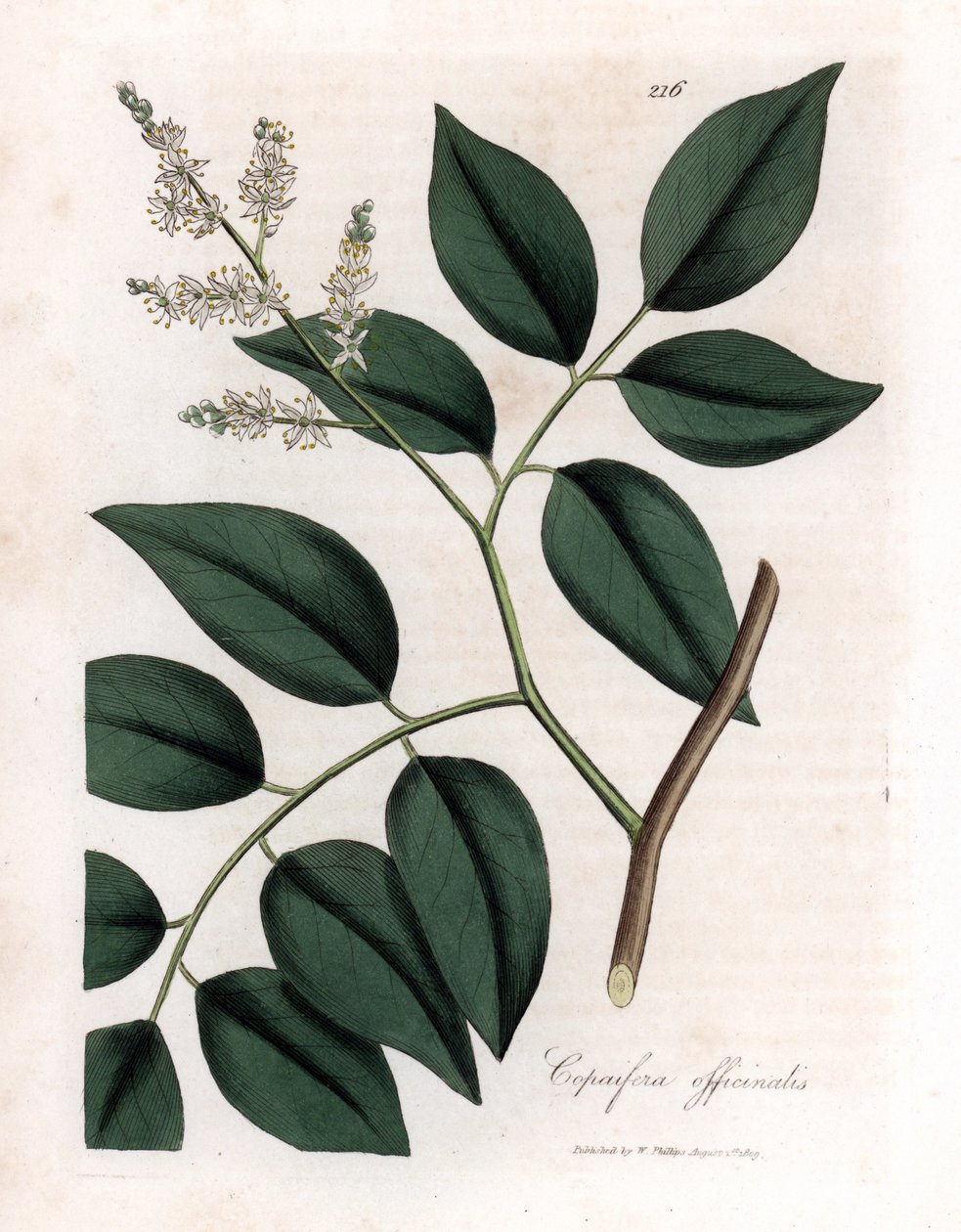 Copaier - Copaiva Balzamı, Copaifera officinalis. William Woodville'den James Sowerby ve Sir William Jackson Hooker'ın “” Medical Botany,” John Bohn, Londra'dan yaptığı bir botanik illüstrasyondan elle boyanmış bakır levha gravürü by James Sowerby