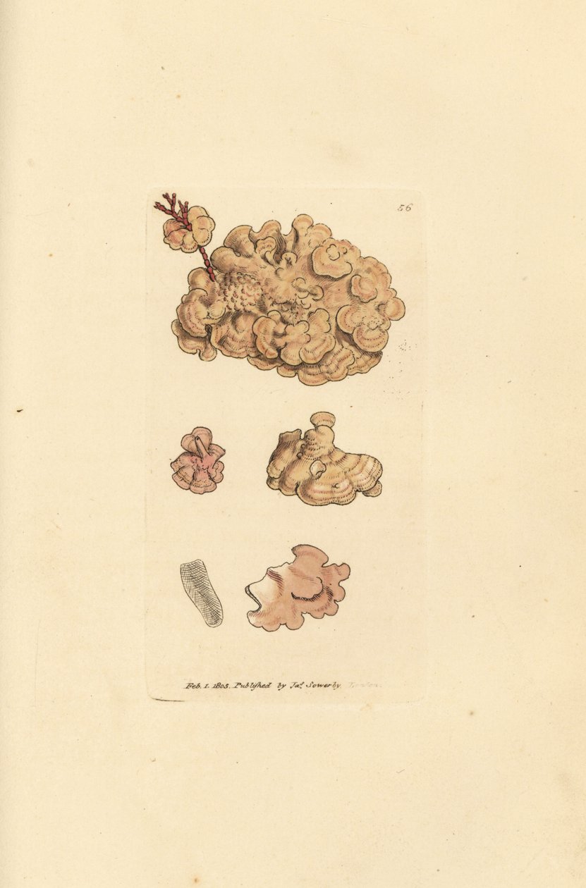 Coralline türleri, Corallina auriculariaeformis. (Cactus coralline, Halimedia opuntia?) The British Miscellany'den James Sowerby tarafından elle boyanmış bakır levha gravürü veya yeni, nadir veya az bilinen hayvan konularının renkli figürleri. by James Sowerby
