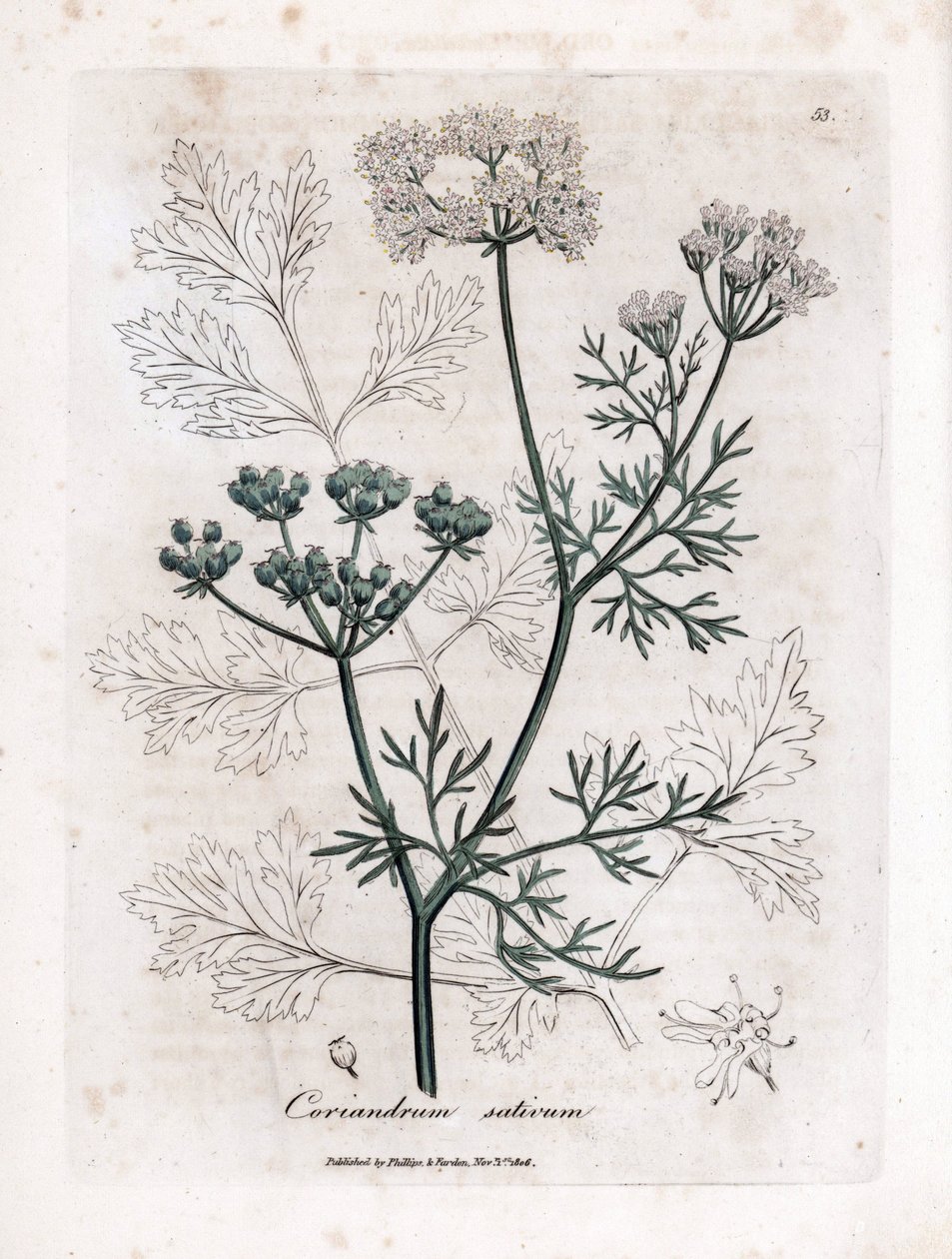 Kişniş (Coriandrum sativum). James Sowerby'nin bir illüstrasyonundan elde boyanmış bakır gravür. William Woodville ve Sir William Jackson Hooker'ın “” Botanique Medicale”” 1832 kitabından alıntı. Yorulmak bilmez Sowerby (1757-1822) by James Sowerby