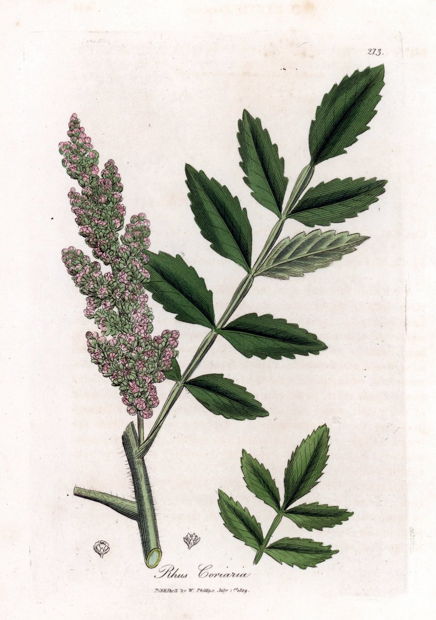 Corroyere veya corroyeurs veya gezginlerin sumak - Karaağaç yapraklı sumak, Rhus coriaria. William Woodville'den James Sowerby ve Sir William Jackson Hooker'ın "" Medical Botany"," John Bohn, Londo'dan yaptığı bir botanik il by James Sowerby