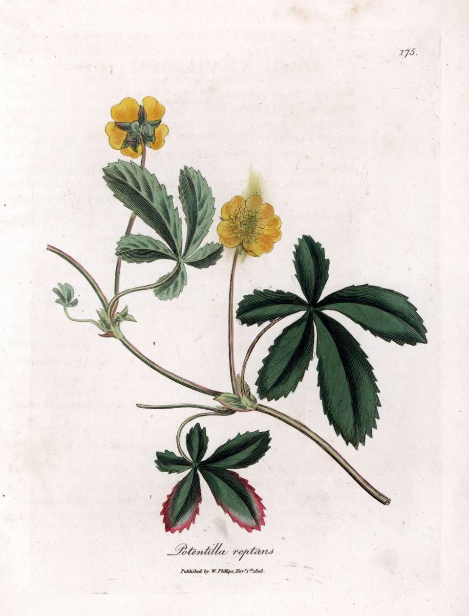 Sürünen beşparmakotu veya beştefeuille - Ortak beşparmakotu, Potentilla reptans. William Woodville'den James Sowerby ve Sir William Jackson Hooker'ın "" Medical Botany"," John Bohn, Londra'dan yaptığı bir botanik illüstrasyo by James Sowerby