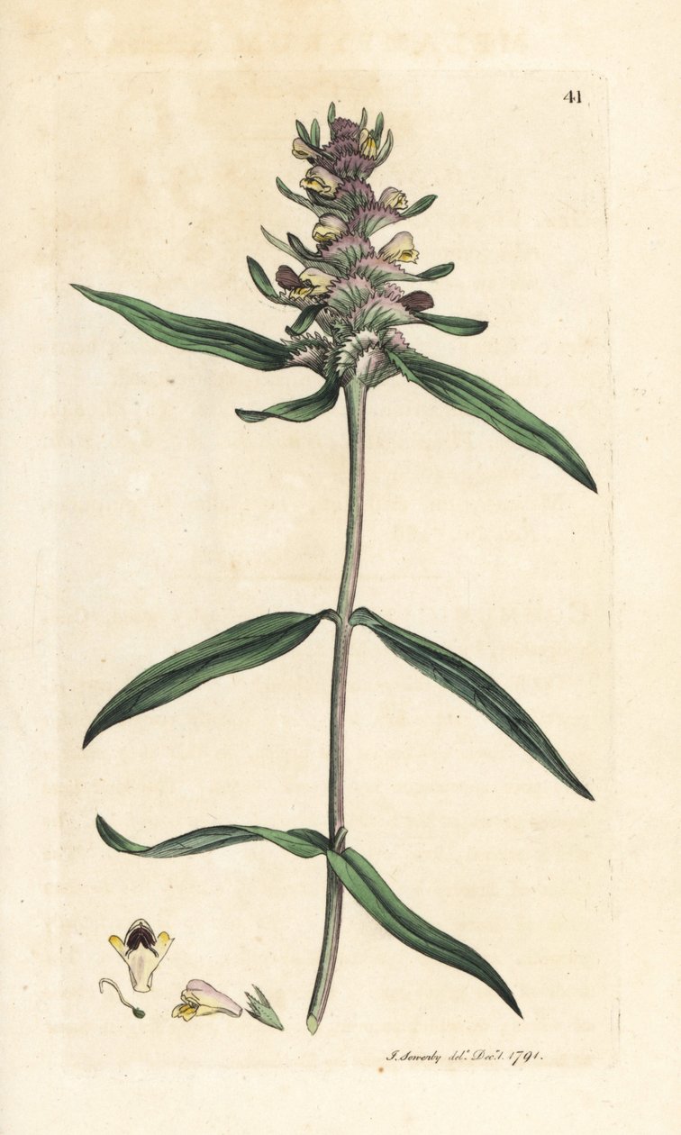 Tepeli inek buğdayı, Melampyrum cristatum (Melampyre) James Smith's English Botany, Londra'dan James Sowerby tarafından yapılan bir illüstrasyondan sonra elle boyanmış bakır levha gravürü by James Sowerby