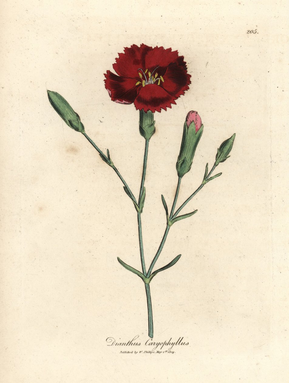Kızıl karanfil, karanfil pembesi, Dianthus caryophyllus by James Sowerby