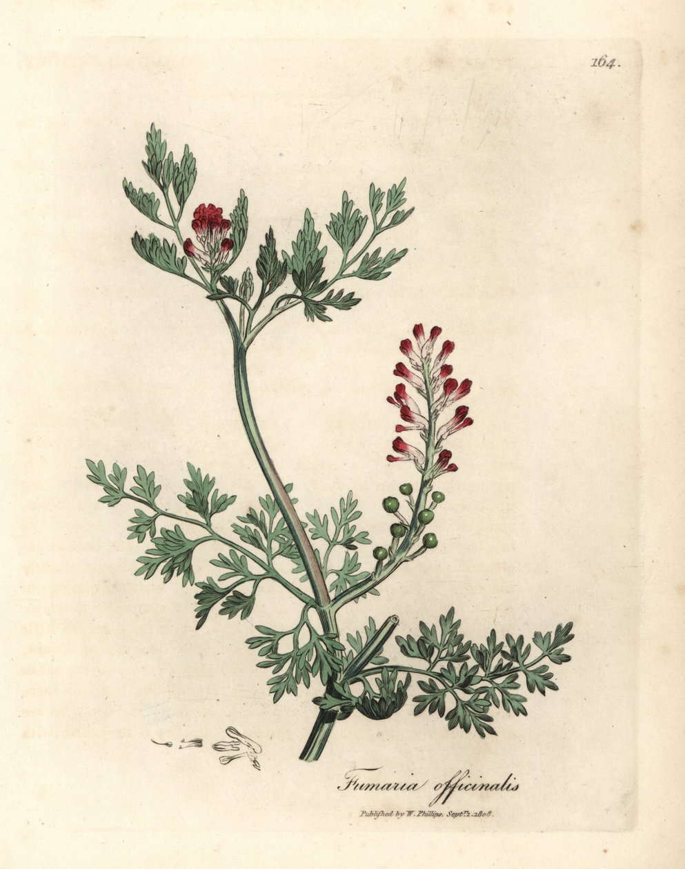 Kızıl çiçekli fumitory, Fumaria officinalis by James Sowerby