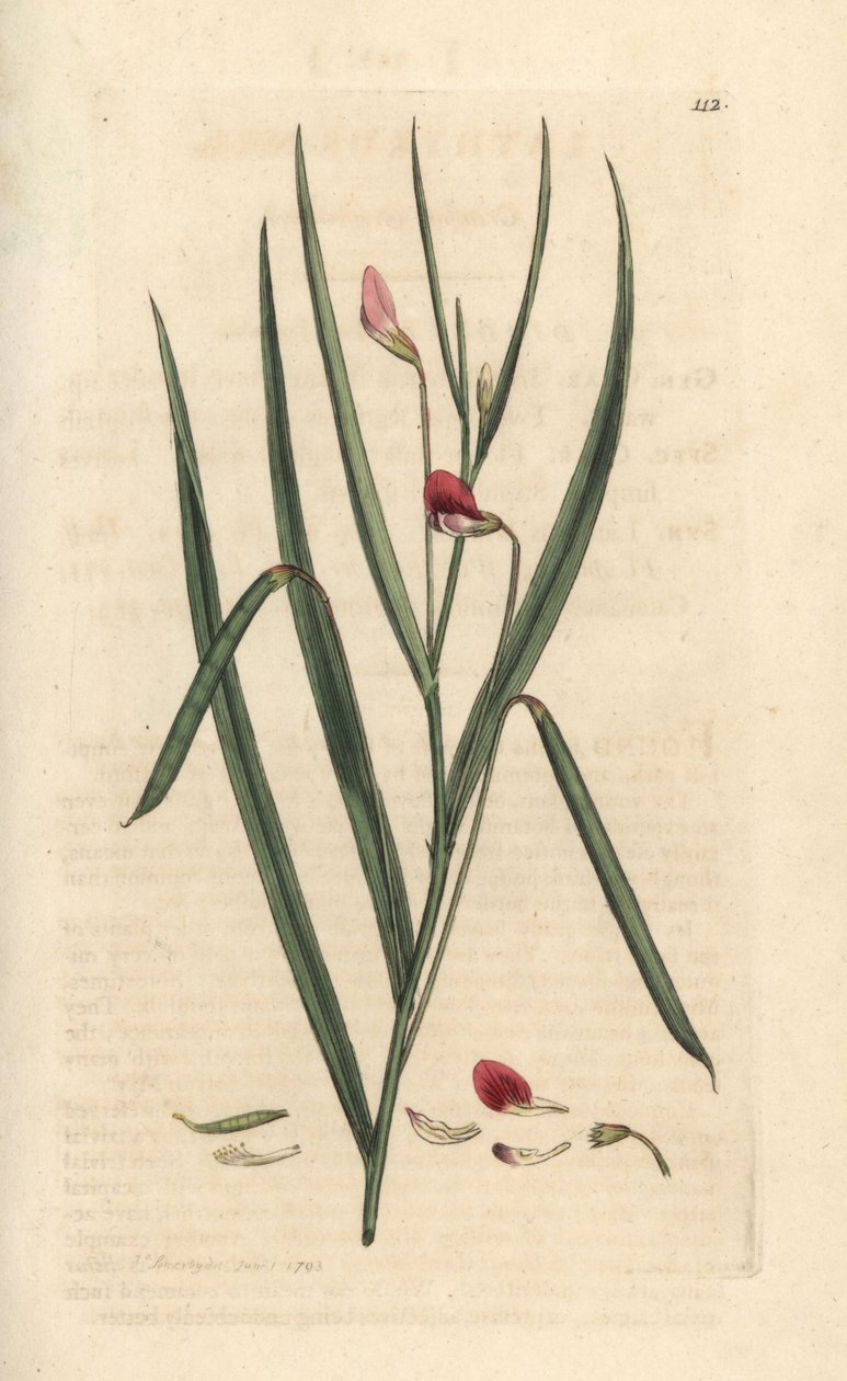Kızıl çim geveni, Lathyrus nissolia. James Smith's English Botany, Londra'dan James Sowerby tarafından yapılan bir illüstrasyondan sonra elle boyanmış bakır levha gravürü by James Sowerby