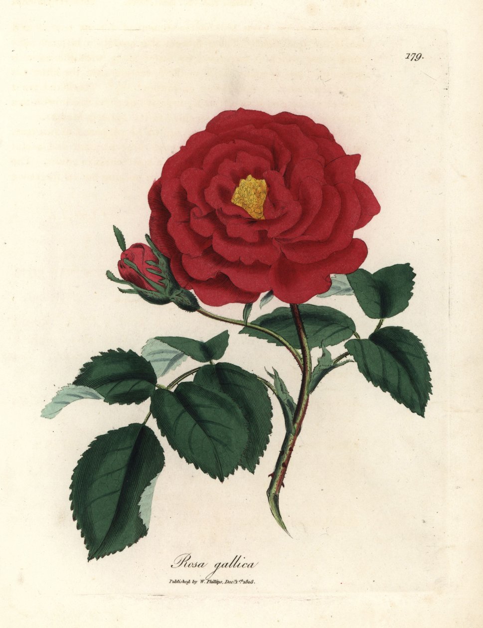 Kızıl resmi gül, Rosa gallica by James Sowerby