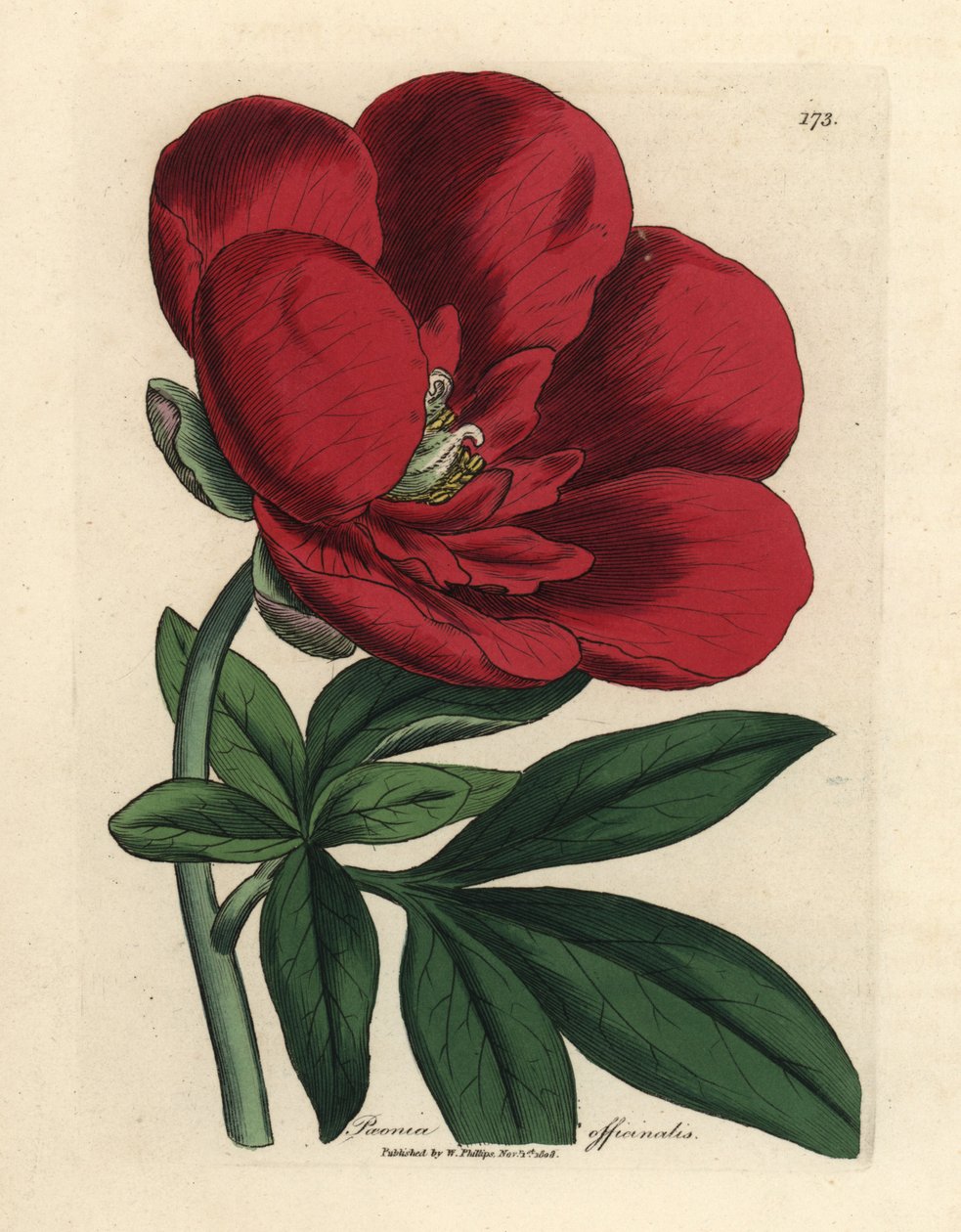 Kızıl şakayık, Paeonia officinalis by James Sowerby