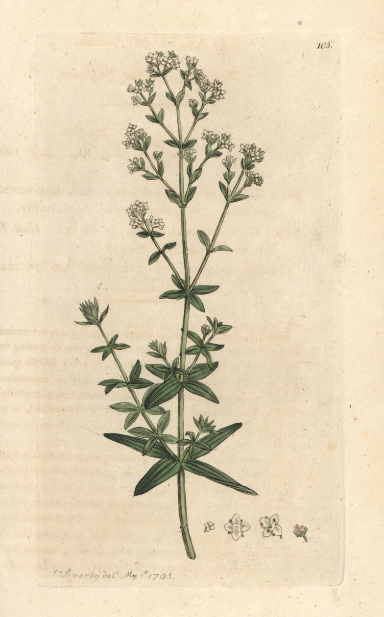 Çapraz yapraklı bayan karyolası, Galium boreale (gaillet boreal) James Sowerby'nin James Smith's English Botany, Londra'dan yaptığı bir illüstrasyondan sonra elle boyanmış bakır levha gravürü by James Sowerby