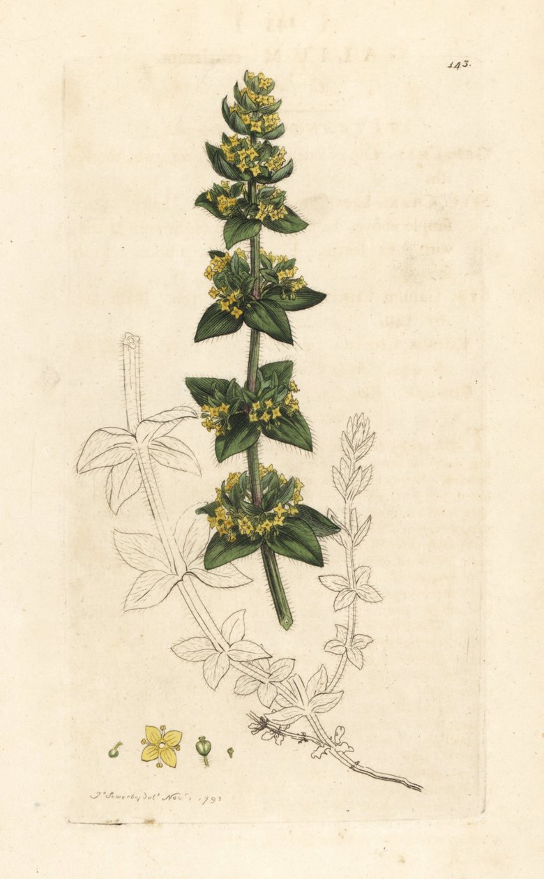 Crosswort veya düz yatak samanı, Cruciata laevipes (Galium cruciatum). James Smith's English Botany, Londra'dan James Sowerby tarafından yapılan bir illüstrasyondan sonra elle boyanmış bakır levha gravürü by James Sowerby