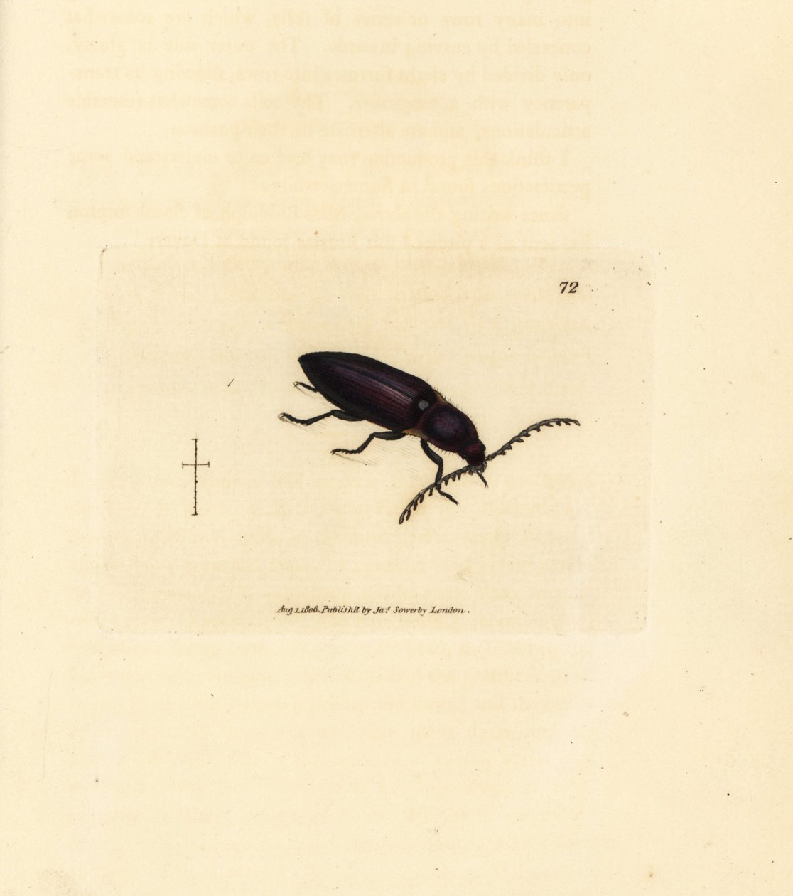 Ctenicera cuprea böceği (Elater chalybeus). The British Miscellany'den James Sowerby tarafından elle boyanmış bakır levha gravürü veya yeni, nadir veya az bilinen hayvan konularının renkli figürleri. by James Sowerby