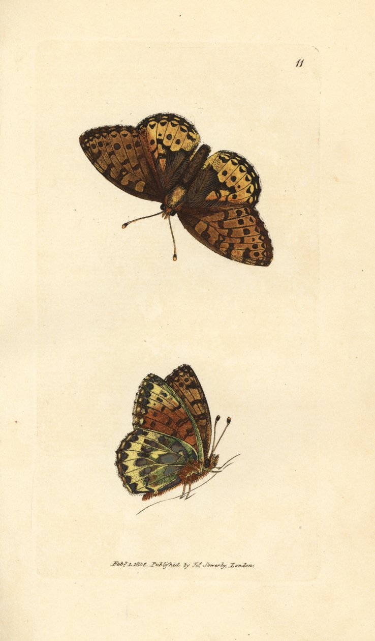 Koyu yeşil fritillary, Argynnis aglaia (Charlotte kelebeği, Papilio charlotta). The British Miscellany'den James Sowerby tarafından elle boyanmış bakır levha gravürü veya yeni, nadir veya az bilinen hayvan konularının renkli figürleri. by James Sowerby