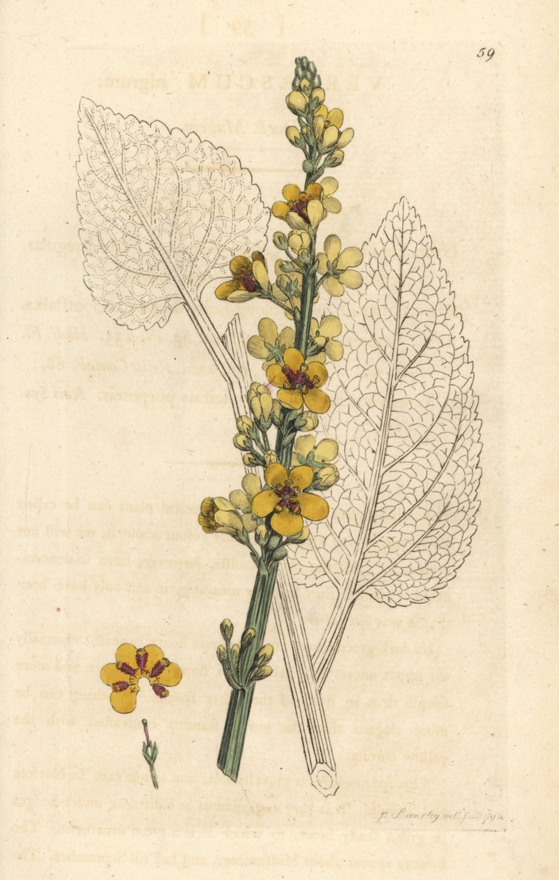 Koyu sığırkuyruğu, Verbasum nigrum (siyah köstebek) James Sowerby'nin James Smith's English Botany, Londra'dan yaptığı bir illüstrasyondan sonra elle boyanmış bakır levha gravürü by James Sowerby