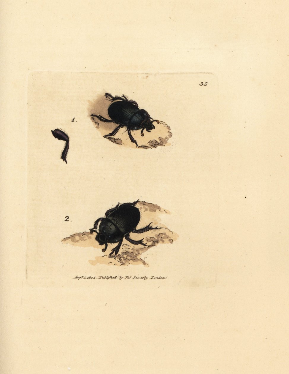 Dor böceği veya toprak sıkıcı bok böceği, Geotrupes punkticollis (Scarabaeus spiniger). The British Miscellany'den James Sowerby tarafından elle boyanmış bakır levha gravürü veya yeni, nadir veya az bilinen hayvan konularının renkli figürleri. by James Sowerby