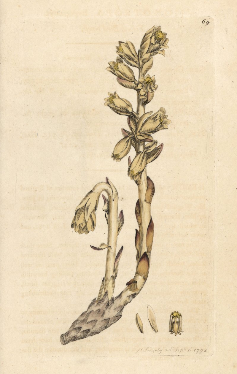 Dutch's pipo, Monotropa hypopitys (Sarı kuş yuvası, Monotropa hypopithys) (Aristoloche) James Sowerby'nin James Smith's English Botany, Londra'dan yaptığı bir illüstrasyondan sonra elle boyanmış bakır levha gravürü by James Sowerby