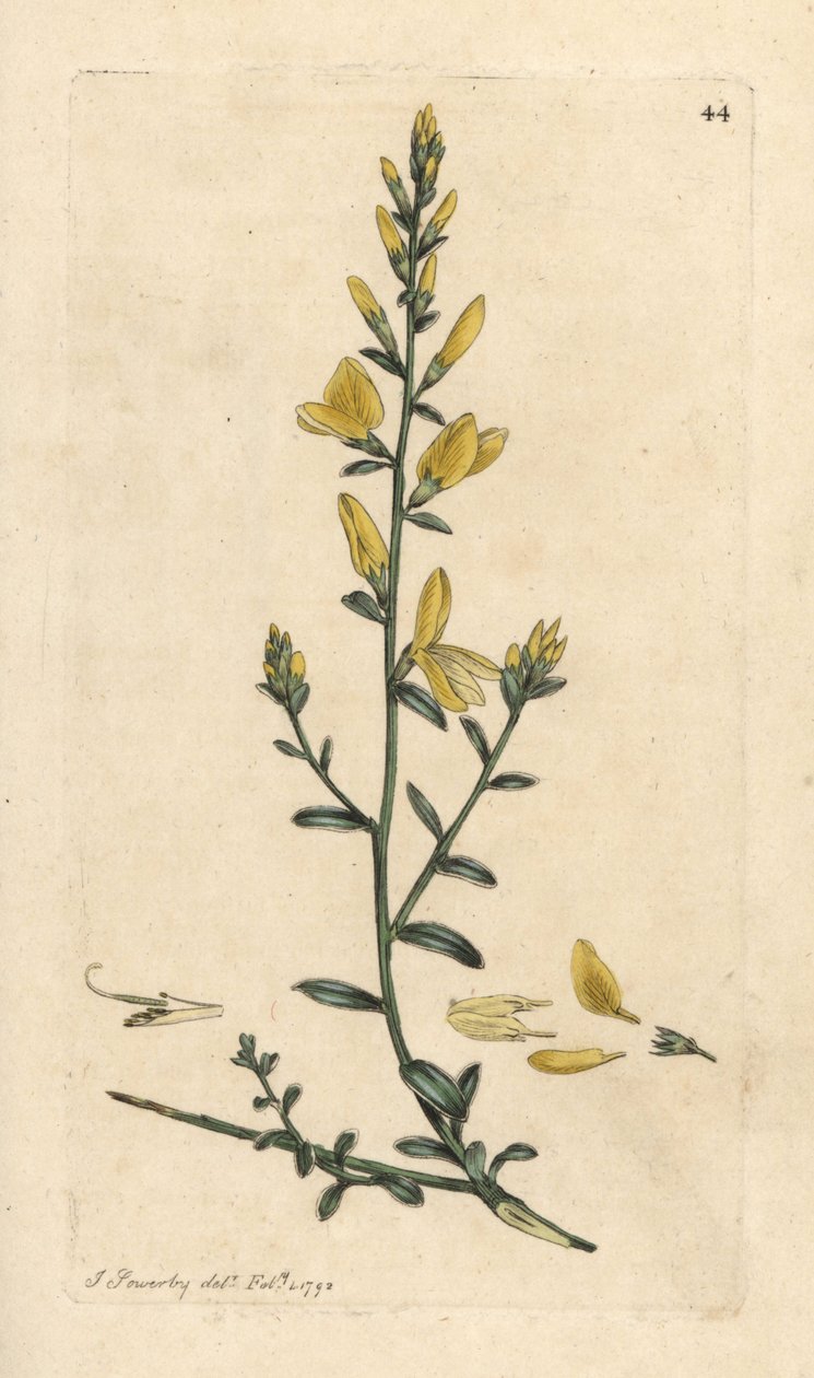 Boyacının süpürgesi veya boyacının yeşil otu, Genista tinctoria James Sowerby'nin James Smith's English Botany, Londra'dan yaptığı bir illüstrasyondan sonra elle boyanmış bakır levha gravürü by James Sowerby