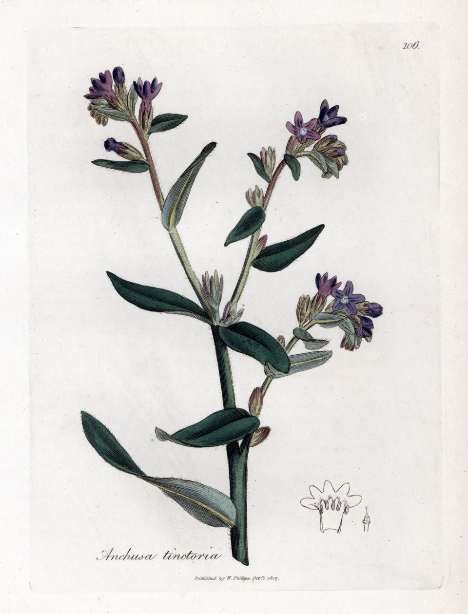 Dyer's orcanette veya tinctorale - Dyer's bugloss veya alkanet, Anchusa tinctoria. William Woodville'den James Sowerby ve Sir William Jackson Hooker'ın "" Medical Botany"," John Bohn, Londra'dan yaptığı bir botanik i by James Sowerby
