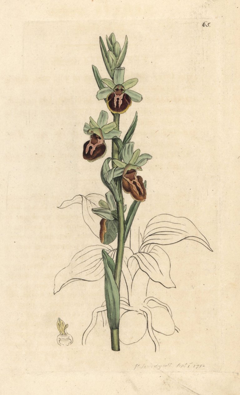 Erken örümcek orkide, Ophrys sphegodes (Örümcek orkide, Ophrys aranifera). James Smith's English Botany, Londra'dan James Sowerby tarafından yapılan bir illüstrasyondan sonra elle boyanmış bakır levha gravürü by James Sowerby