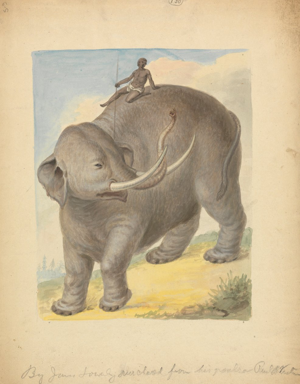 binici ile fil by James Sowerby