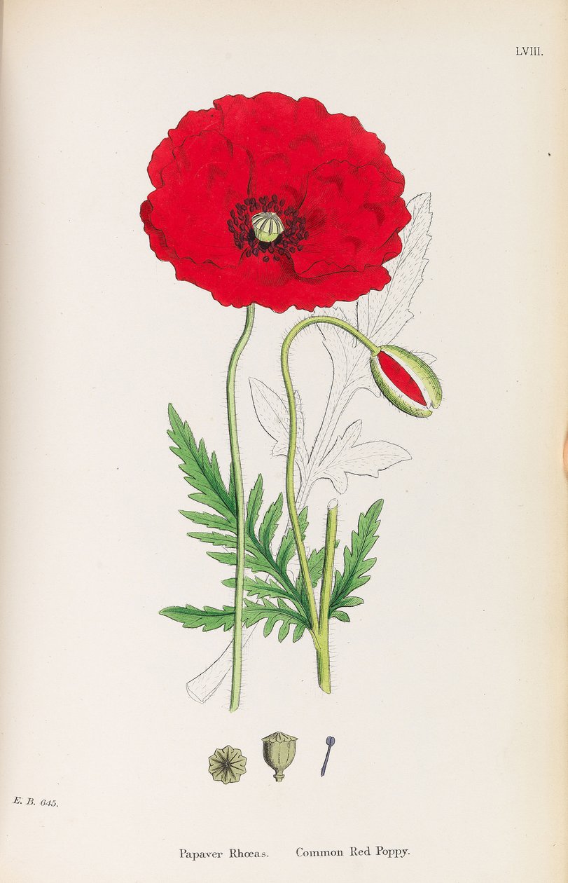 İngiliz Botaniği, 1790-1800. by James Sowerby