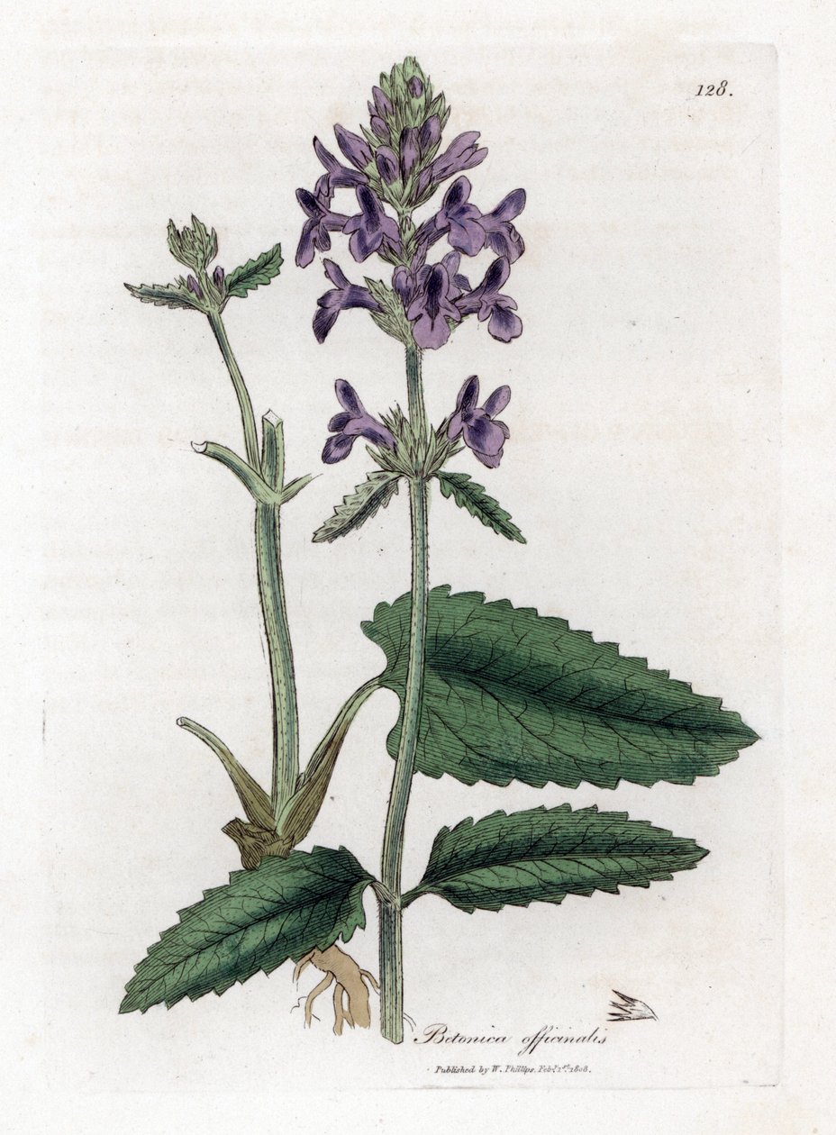 Epiary officinale veya betoine - Wood betony, Stachys officinalis. William Woodville'den James Sowerby ve Sir William Jackson Hooker'ın "" Medical Botany"," John Bohn, Londra'dan yaptığı bir botanik illüstrasyondan elle boya by James Sowerby