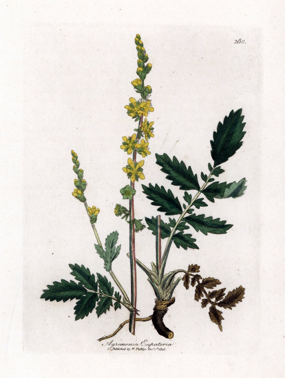 Eupatory ekşi - Agrimony, Agrimonia eupatoria. William Woodville'den James Sowerby ve Sir William Jackson Hooker'ın "" Medical Botany"," John Bohn, Londra'dan yaptığı bir botanik illüstrasyondan elle boyanmış bakır levha gra by James Sowerby