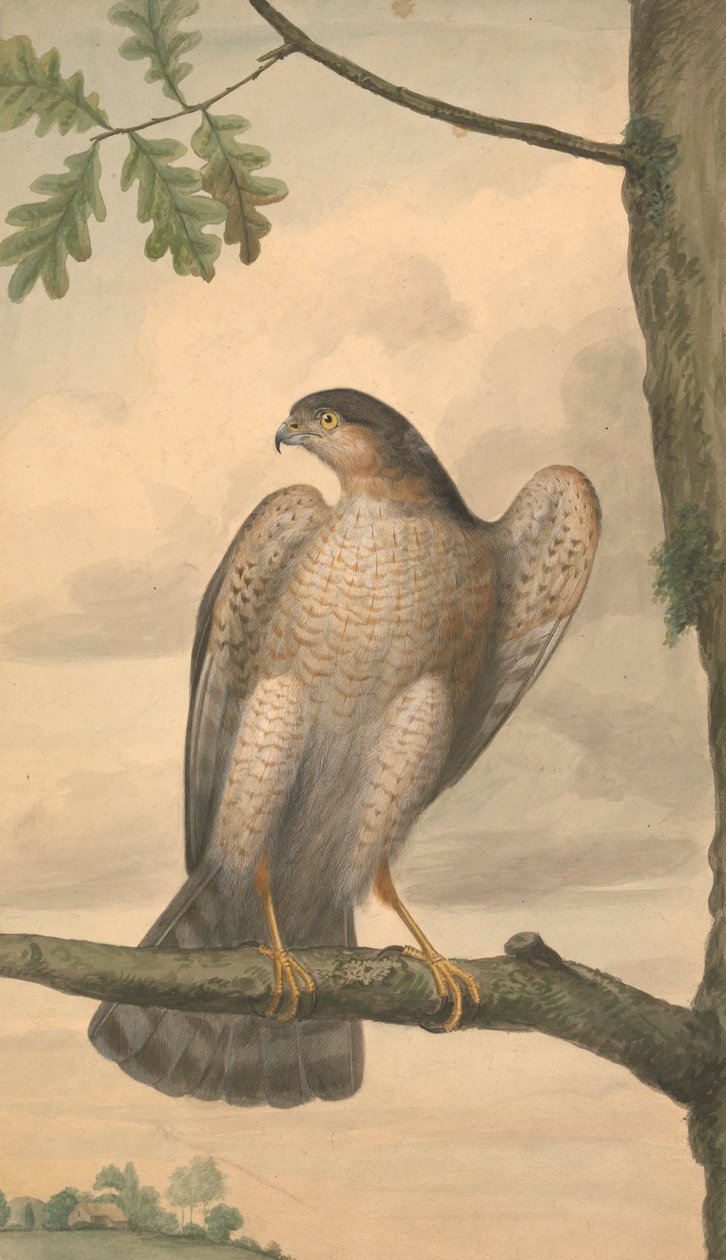 Atmaca by James Sowerby