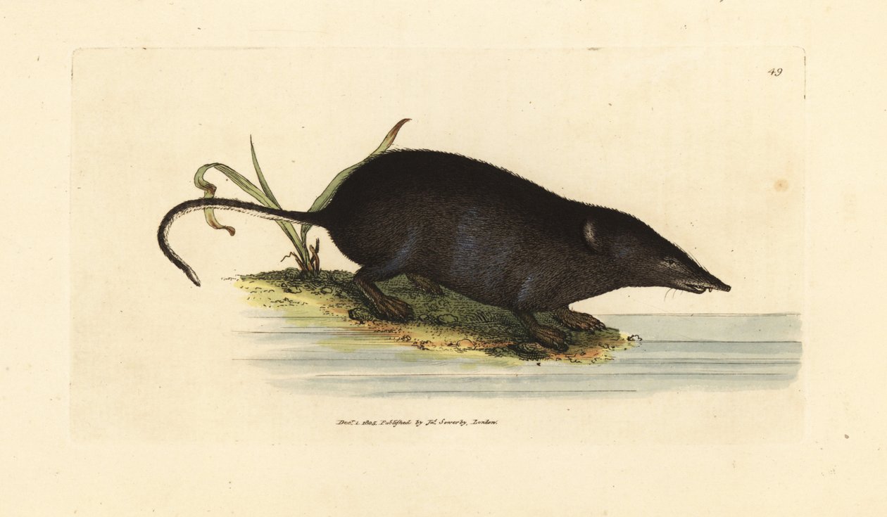 Avrasya su kır faresi, Neomys fodiens (Sorex ciliatus, saçaklı kuyruklu su kır faresi-fare). The British Miscellany'den James Sowerby tarafından elle boyanmış bakır levha gravürü veya yeni, nadir veya az bilinen hayvan konularının renkli figürleri. by James Sowerby