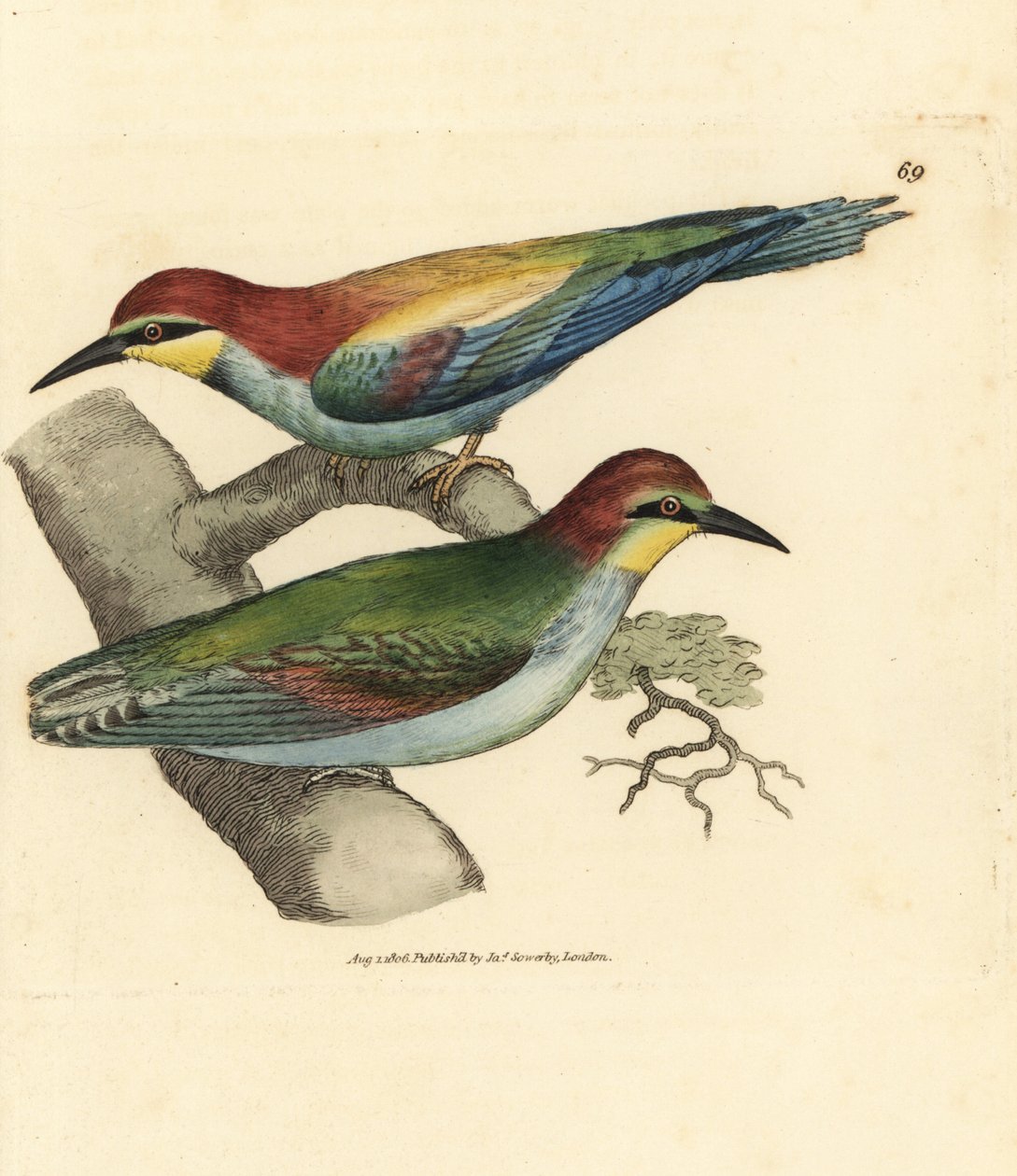 Avrupa arı kuşugiller, Merops apiaster. Erkek ve kadın. The British Miscellany'den James Sowerby tarafından elle boyanmış bakır levha gravürü veya yeni, nadir veya az bilinen hayvan konularının renkli figürleri. by James Sowerby