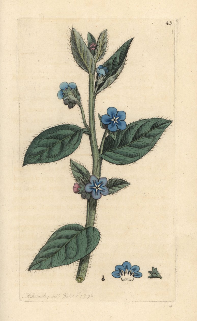 Evergreen bugloss, Pentaglottis sempervirens (Evergreen alkanet, Anchusa sempervirens) James Smith's English Botany, Londra'dan James Sowerby tarafından yapılmış bir illüstrasyondan sonra elle boyanmış bakır levha gravürü by James Sowerby
