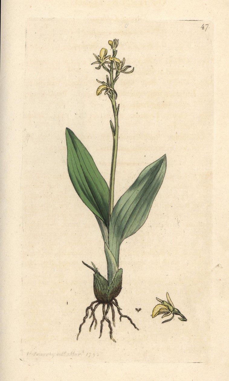 Fen orkidesi, Liparis loeselii (Cüce ophrys, Ophrys loeselii). James Smith's English Botany, Londra'dan James Sowerby tarafından yapılan bir illüstrasyondan sonra elle boyanmış bakır levha gravürü by James Sowerby