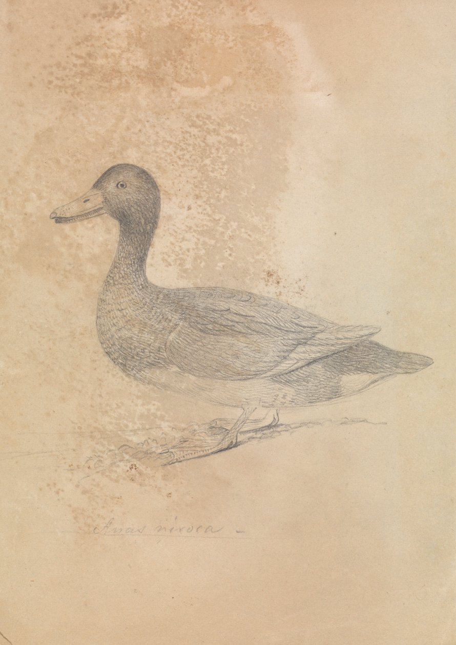 demirli ördek by James Sowerby