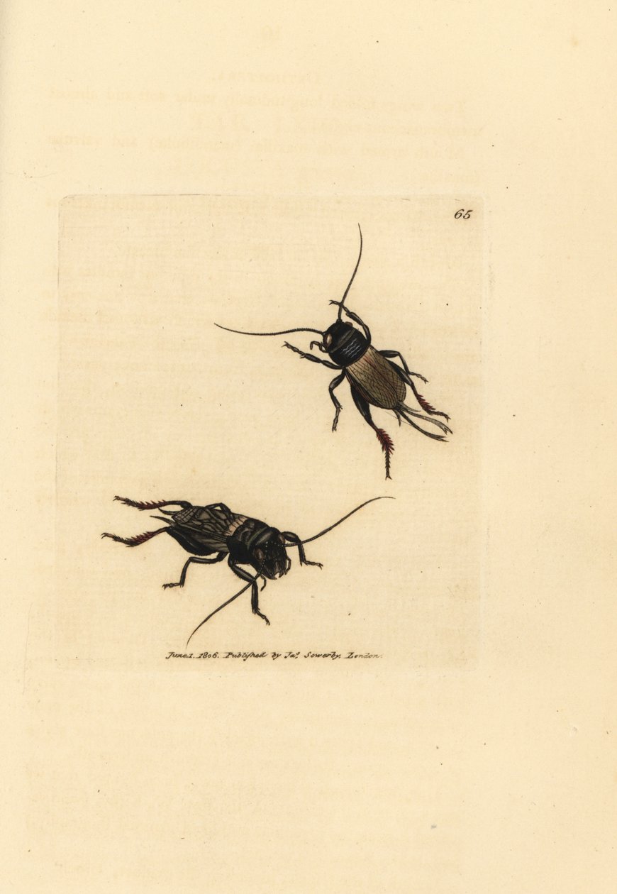 Saha kriket, Gryllus campestris (Accheta campestris). The British Miscellany'den James Sowerby tarafından elle boyanmış bakır levha gravürü veya yeni, nadir veya az bilinen hayvan konularının renkli figürleri. by James Sowerby