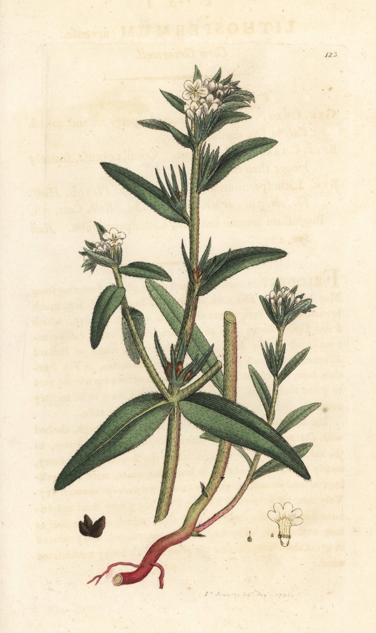 Field gromwell, Buglossoides arvensis (Lithospermum arvense) (Gremil des champs) James Smith's English Botany, Londra'dan James Sowerby tarafından yapılmış bir illüstrasyondan sonra elle boyanmış bakır levha gravürü by James Sowerby
